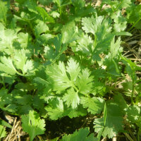 Cilantro / Leaf Coriander (Coriandrum sativum) organic seeds