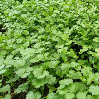 Cilantro / Leaf Coriander (Coriandrum sativum) organic seeds