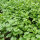 Cilantro / Leaf Coriander (Coriandrum sativum) organic seeds