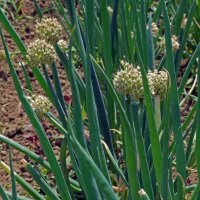 Welsh Onion White Lisbon (Allium fistulosum) organic seeds