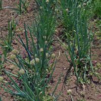 Welsh Onion White Lisbon (Allium fistulosum) organic seeds