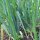 Welsh Onion White Lisbon (Allium fistulosum) organic seeds