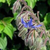 Borage (Borago officinalis) organic seeds