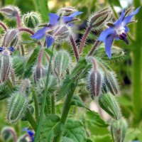 Borage (Borago officinalis) organic seeds