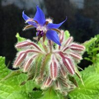 Borage (Borago officinalis) organic seeds