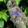 Borage (Borago officinalis) organic seeds