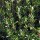 Thyme (Thymus vulgaris) organic seeds
