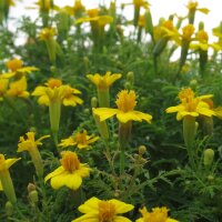 Golden Marigold Yellow (Tagetes tenuifolia) organic seeds