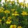 Golden Marigold Yellow (Tagetes tenuifolia) organic seeds