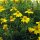 Golden Marigold Yellow (Tagetes tenuifolia) organic seeds