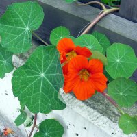 Garden Nasturtium/ Monks Cress (Tropaeolum majus) organic seeds