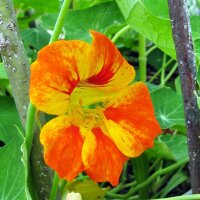 Garden Nasturtium/ Monks Cress (Tropaeolum majus) organic seeds