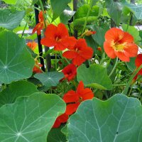 Garden Nasturtium/ Monks Cress (Tropaeolum majus) organic seeds