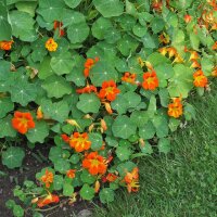 Garden Nasturtium/ Monks Cress (Tropaeolum majus) organic
