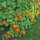 Garden Nasturtium/ Monks Cress (Tropaeolum majus) organic seeds