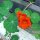 Garden Nasturtium/ Monks Cress (Tropaeolum majus) organic seeds