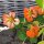 Garden Nasturtium/ Monks Cress (Tropaeolum majus) organic seeds