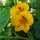 Garden Nasturtium/ Monks Cress (Tropaeolum majus) organic seeds