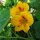 Garden Nasturtium/ Monks Cress (Tropaeolum majus) organic seeds