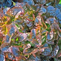 Leaf Lettuce Red Salad Bowl (Lactuca sativa) organic seeds