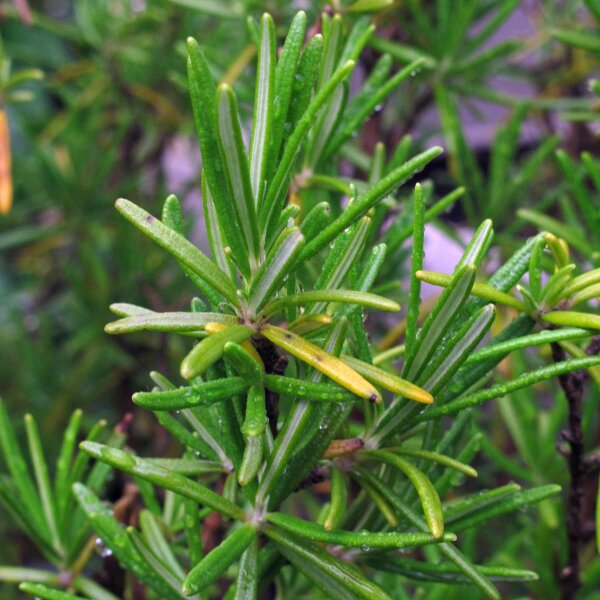 Rosemary (Rosmarinus officinalis) organic seeds