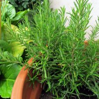 Rosemary (Rosmarinus officinalis) organic seeds