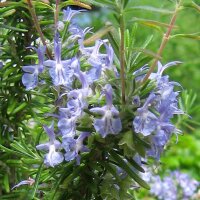 Rosemary (Rosmarinus officinalis) organic seeds