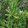Rosemary (Rosmarinus officinalis) organic seeds