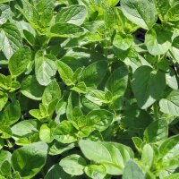 Oregano (Origanum vulgare) organic seeds