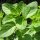 Oregano (Origanum vulgare) organic seeds