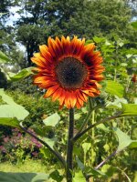 Common Sunflower (Helianthus annuus) seeds