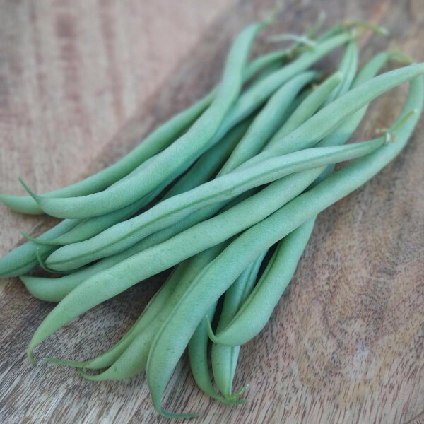 Snap Bean / Dwarf French Bean Tendergreen (Phaseolus vulgaris) seeds