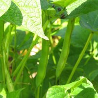 Snap Bean / Dwarf French Bean Tendergreen (Phaseolus...