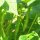 Snap Bean / Dwarf French Bean Tendergreen (Phaseolus vulgaris) seeds