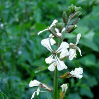 Rocket Salad / Arugula (Eruca vesicaria subsp. sativa) seeds