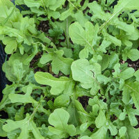 Rocket Salad / Arugula (Eruca vesicaria subsp. sativa) seeds