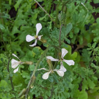 Rocket Salad / Arugula (Eruca vesicaria subsp. sativa) seeds