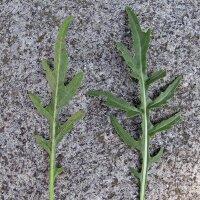 Rocket Salad / Arugula (Eruca vesicaria subsp. sativa)