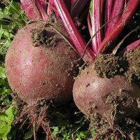 Beetroot Boltardy (Beta vulgaris) seeds