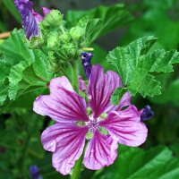 Roundleaf Mallow (Malva neglecta) seeds