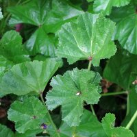 Roundleaf Mallow (Malva neglecta) seeds