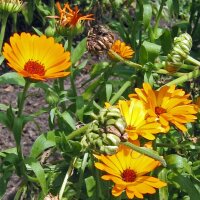 Marigold (Calendula officinalis) organic seeds