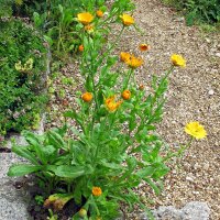 Marigold (Calendula officinalis) organic seeds