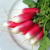 Radish French Breakfast (Raphanus sativus) organic seeds