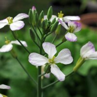 Radish French Breakfast (Raphanus sativus) organic seeds