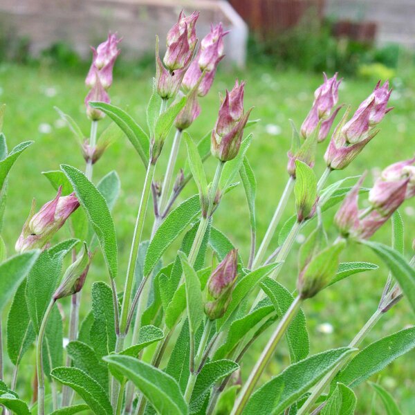 Sage (Salvia officinalis) organic seeds
