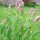 Sage (Salvia officinalis) organic seeds