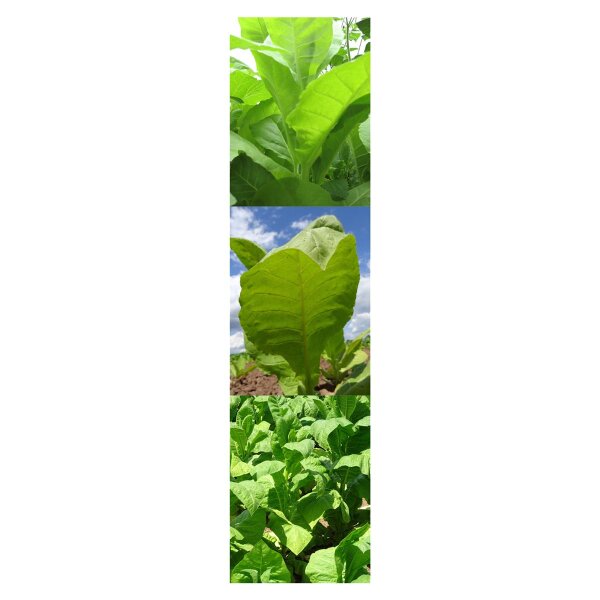 tobacco growing kit Cigar Tobacco