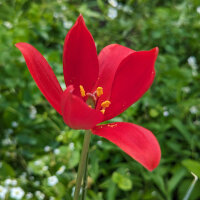 Sprengers Tulip / Wild Tulip (Tulipa sprengeri) seeds