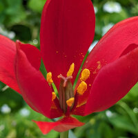 Sprengers Tulip / Wild Tulip (Tulipa sprengeri) seeds